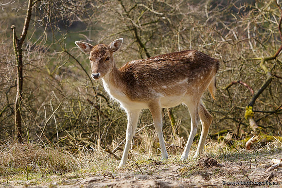 Zoogdieren, Bart Fotografie-416