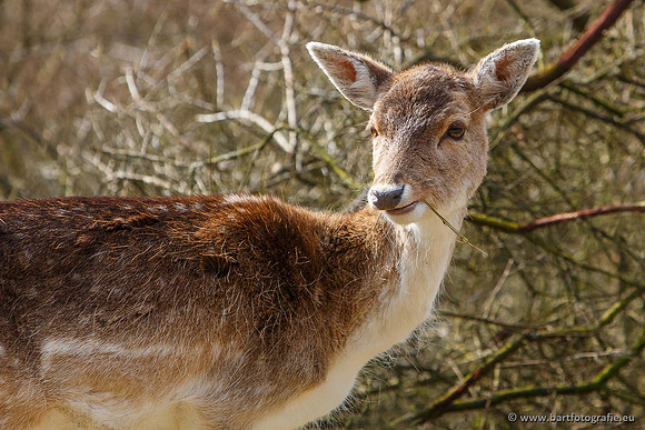 Zoogdieren, Bart Fotografie-417