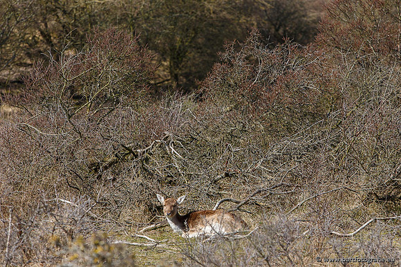 Zoogdieren, Bart Fotografie-418