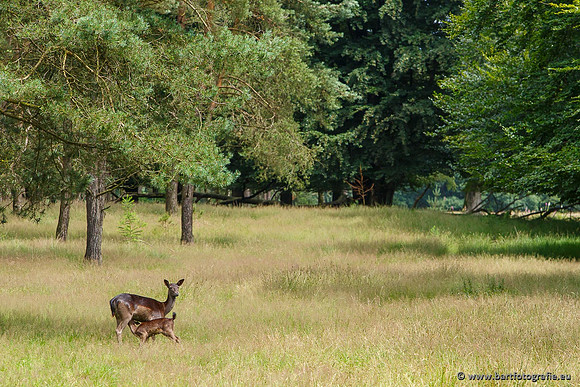 Zoogdieren, Bart Fotografie-419