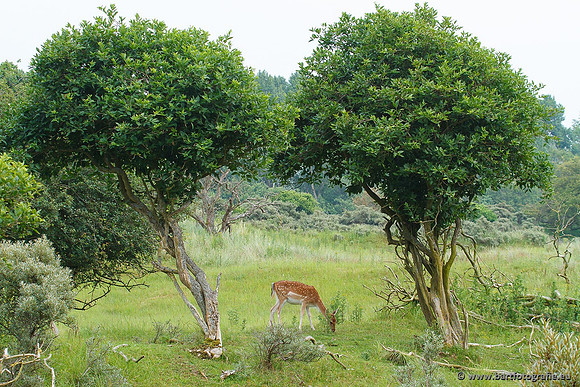 Zoogdieren, Bart Fotografie-422