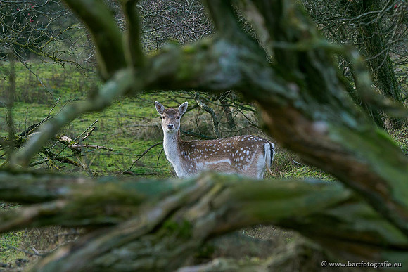 Zoogdieren, Bart Fotografie-425
