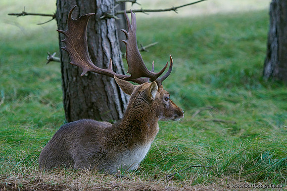 Zoogdieren, Bart Fotografie-426