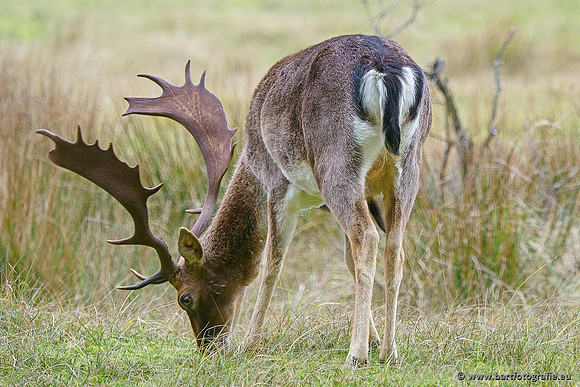 Zoogdieren, Bart Fotografie-427