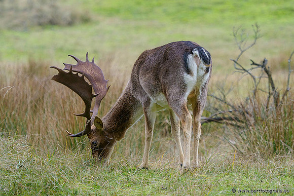 Zoogdieren, Bart Fotografie-428