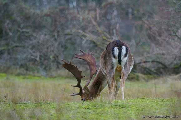 Zoogdieren, Bart Fotografie-429