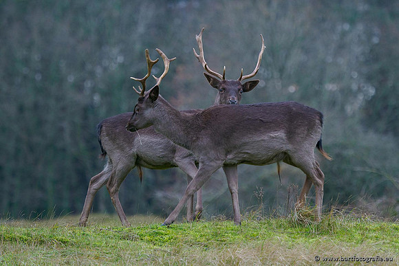Zoogdieren, Bart Fotografie-430