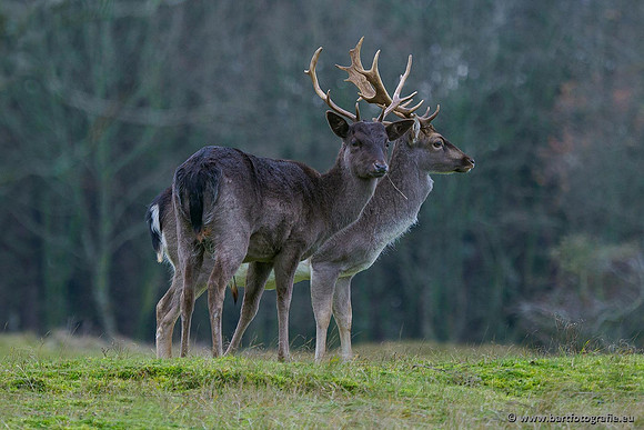 Zoogdieren, Bart Fotografie-432