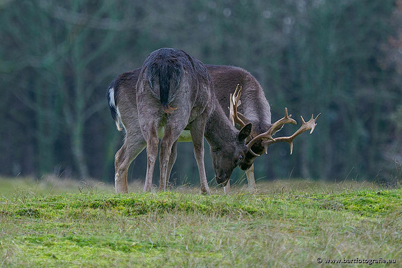 Zoogdieren, Bart Fotografie-431
