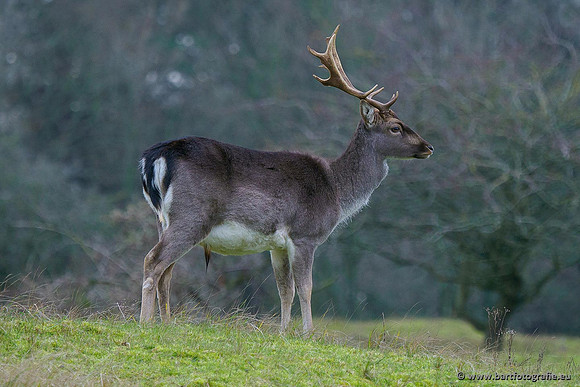 Zoogdieren, Bart Fotografie-434