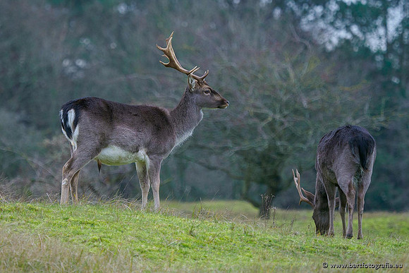 Zoogdieren, Bart Fotografie-435