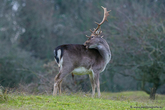 Zoogdieren, Bart Fotografie-436