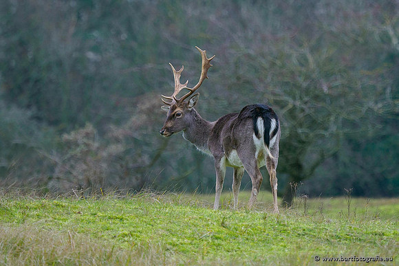 Zoogdieren, Bart Fotografie-437