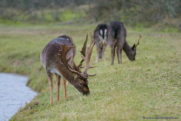 Zoogdieren, Bart Fotografie-438