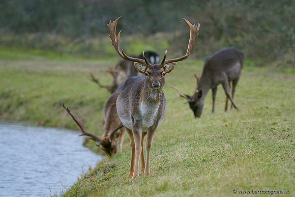 Zoogdieren, Bart Fotografie-439