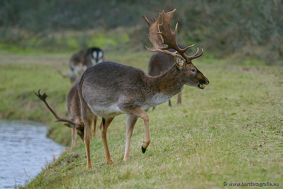 Zoogdieren, Bart Fotografie-440