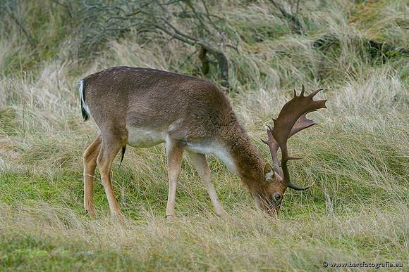 Zoogdieren, Bart Fotografie-441