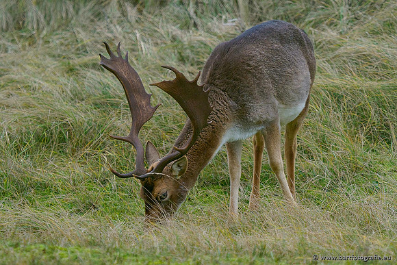 Zoogdieren, Bart Fotografie-442