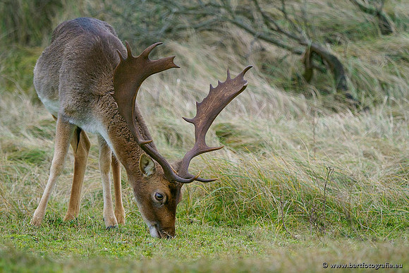 Zoogdieren, Bart Fotografie-443