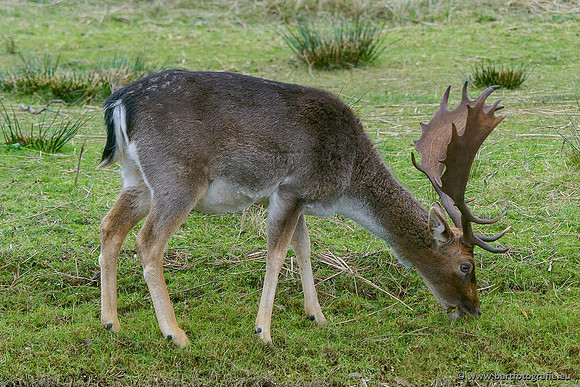 Zoogdieren, Bart Fotografie-444