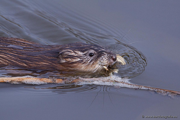 Zoogdieren, Bart Fotografie-447
