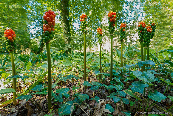 Selectie 2020 Bart Fotografie-004