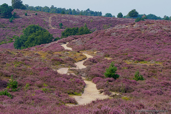 Selectie 2020 Bart Fotografie-009