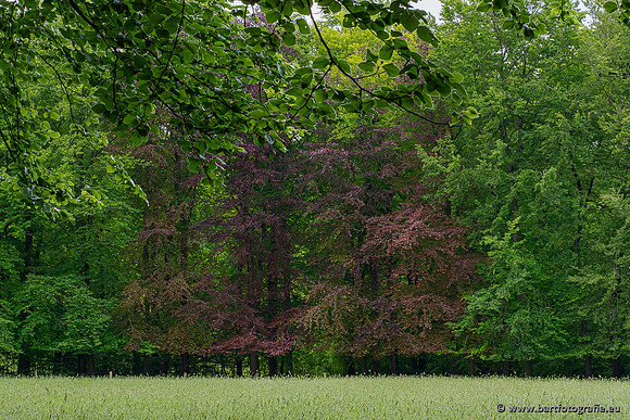 Selectie 2020 Bart Fotografie-062
