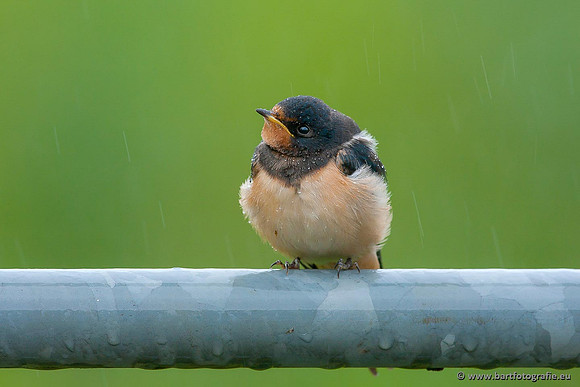 Weidevogels, Bart Fotografie-003