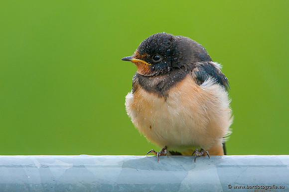Weidevogels, Bart Fotografie-002