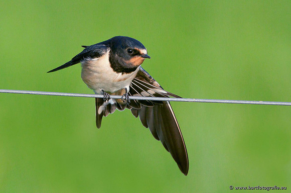 Weidevogels, Bart Fotografie-004