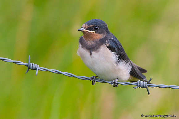 Weidevogels, Bart Fotografie-005