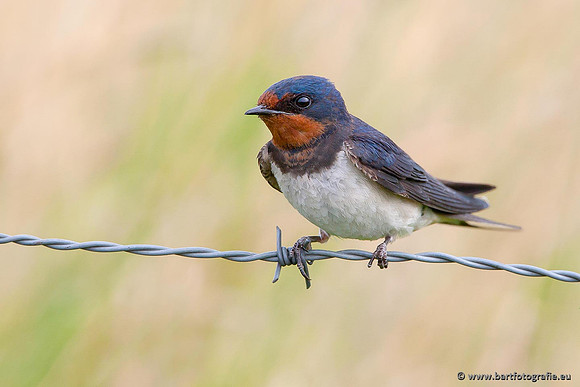 Weidevogels, Bart Fotografie-006