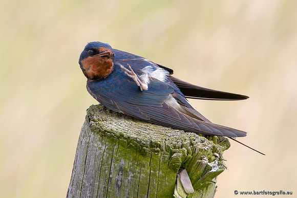 Weidevogels, Bart Fotografie-007