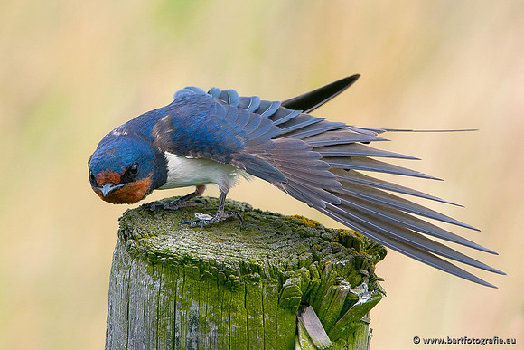 Weidevogels, Bart Fotografie-009