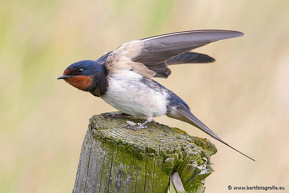 Weidevogels, Bart Fotografie-008