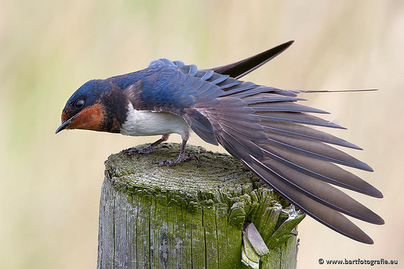 Weidevogels, Bart Fotografie-010