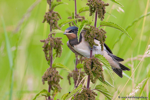 Weidevogels, Bart Fotografie-012