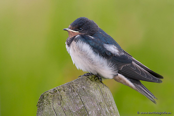 Weidevogels, Bart Fotografie-013