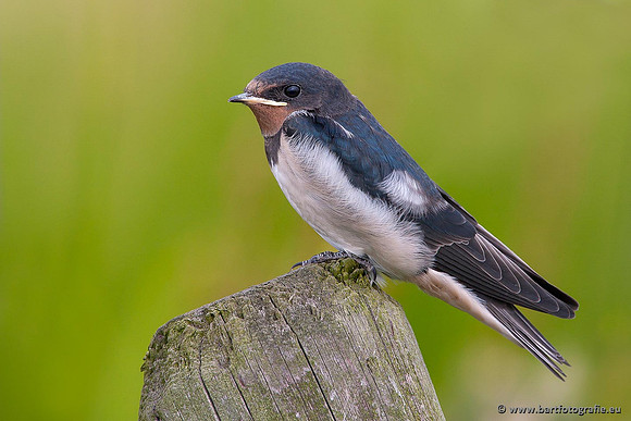Weidevogels, Bart Fotografie-014