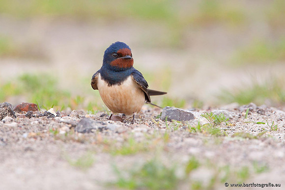 Weidevogels, Bart Fotografie-016