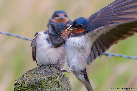 Weidevogels, Bart Fotografie-011