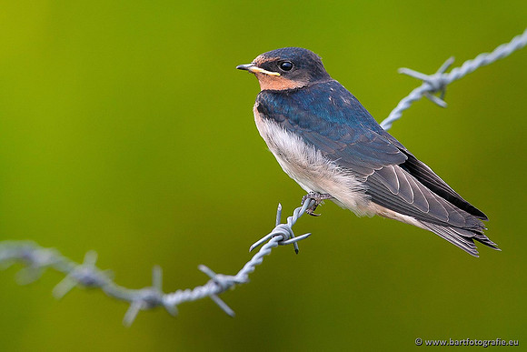 Weidevogels, Bart Fotografie-015