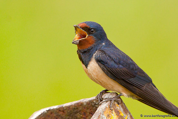 Weidevogels, Bart Fotografie-017
