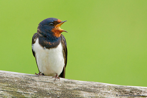 Weidevogels, Bart Fotografie-018