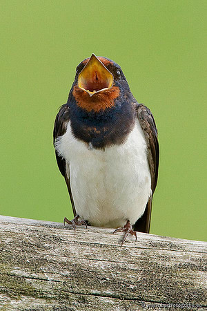 Weidevogels, Bart Fotografie-019