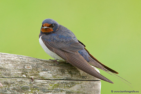 Weidevogels, Bart Fotografie-020