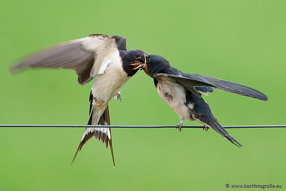 Weidevogels, Bart Fotografie-022