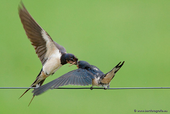 Weidevogels, Bart Fotografie-023