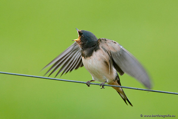 Weidevogels, Bart Fotografie-021